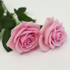 Pink Roses